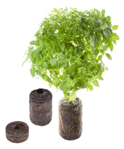 TREGREN Seedpod Lettuce Two Pcs