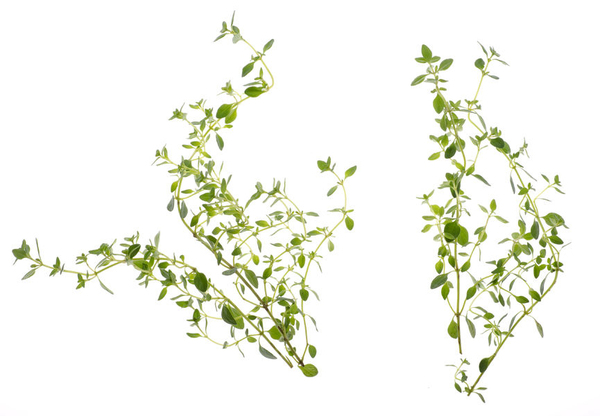 TREGREN Seedpod Thyme Two Pcs