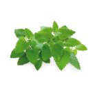 Click and Grow Smart Garden Refill 3-pack - Kattmynta