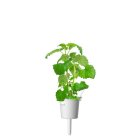 Click and Grow Smart Garden Refill 3-pack - Kattmynta