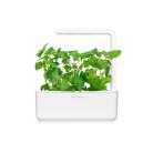 Click and Grow Smart Garden Refill 3-pack - Kattmynta