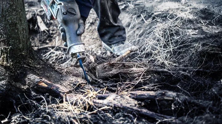 Bosch Expert Tough Wood S 1242 KHM Savklinge Vekselsav