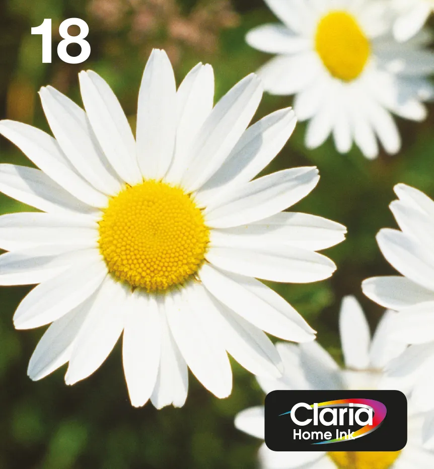 Epson T1806 EasyMail Daisy CMYK -mustekasettipakkaus, moniv&auml;rinen, 4 kpl