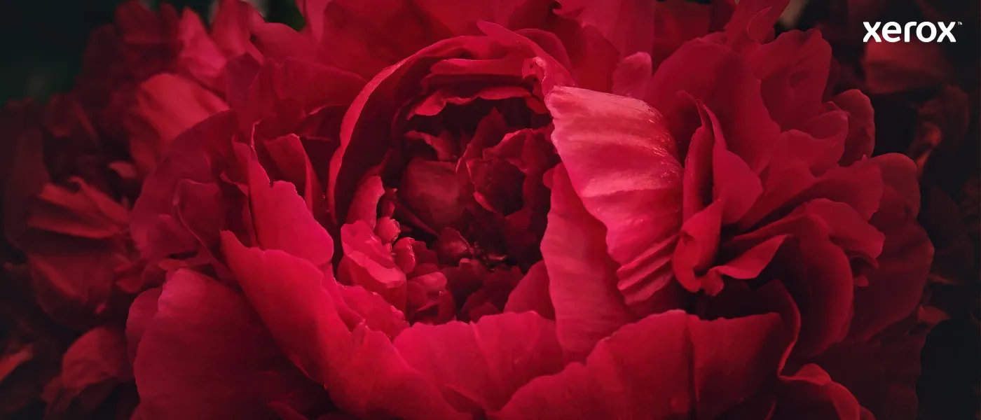 Xerox VersaLink C60X toner cartridge, Black