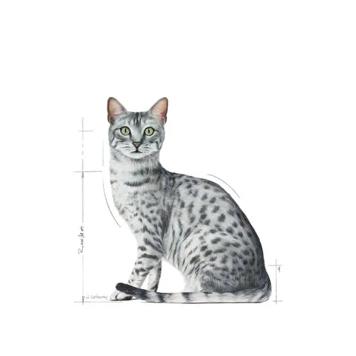 Royal Canin Indoor Sterilised Morsels in Jelly, V&aring;tfoder f&ouml;r katt, Adult, 12 x 85 g