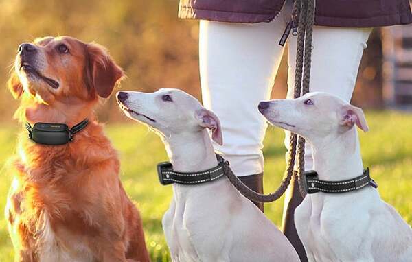 PD521 Electronic Dog Training Collar Set, 2 Collars, for Adult Dogs