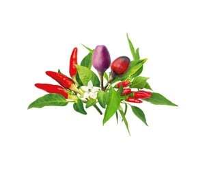 Click and Grow Smart Garden Refill 9-pack Chili Pepper Mix
