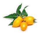 VERITABLE Lingot Yellow Mini tomato