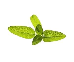 Click and Grow Smart Garden Refill 3-pack - Salvia