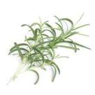VERITABLE Lingot Rosemary