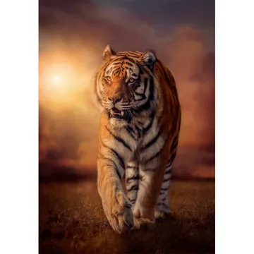 Clementoni High Quality Collection Tiger - puzzle, 1000 pcs