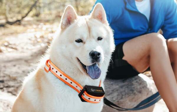 ROJECO PD5291000M Electronic Dog Training Collar (2 Collars)