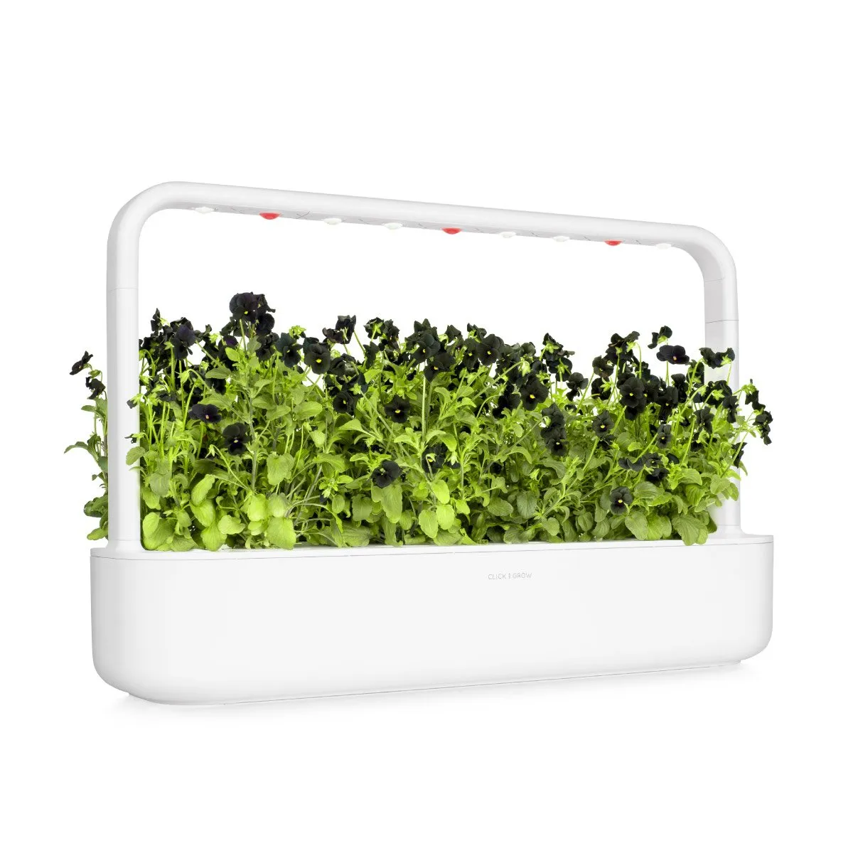 Click and Grow Smart Garden Refill 3-pack - Black Pansy
