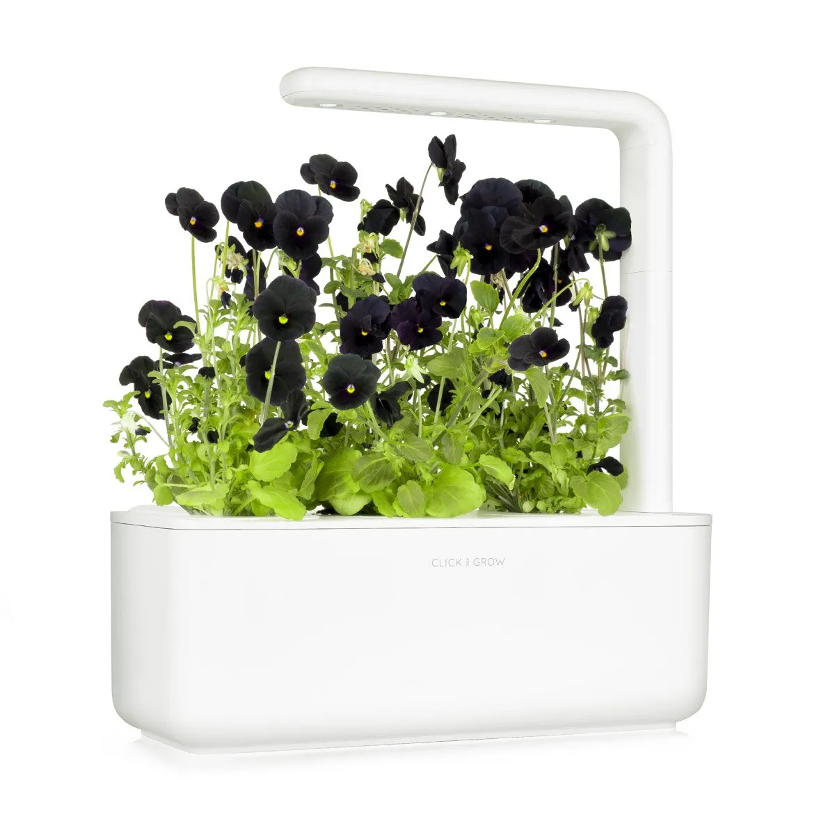 Click and Grow Smart Garden Refill 3-pack - Black Pansy