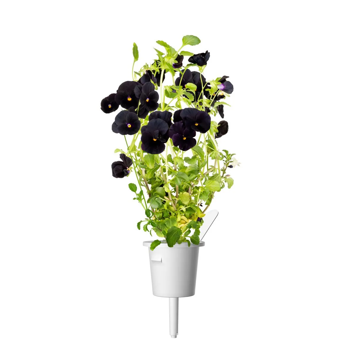 Click and Grow Smart Garden Refill 3-pack - Black Pansy