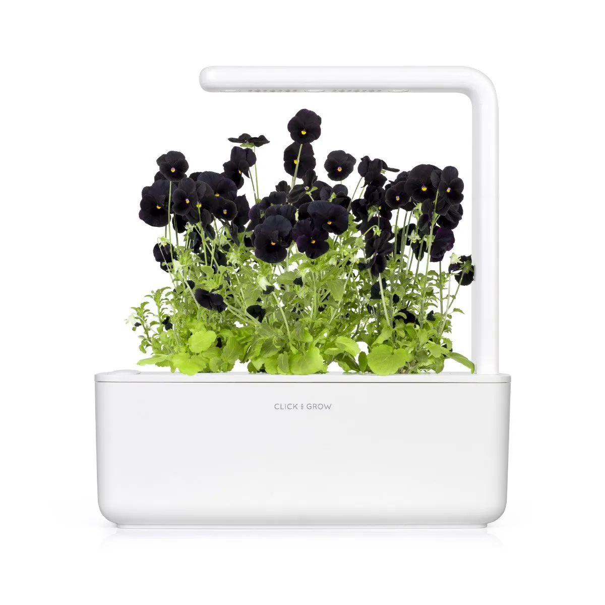 Click and Grow Smart Garden Refill 3-pack - Black Pansy