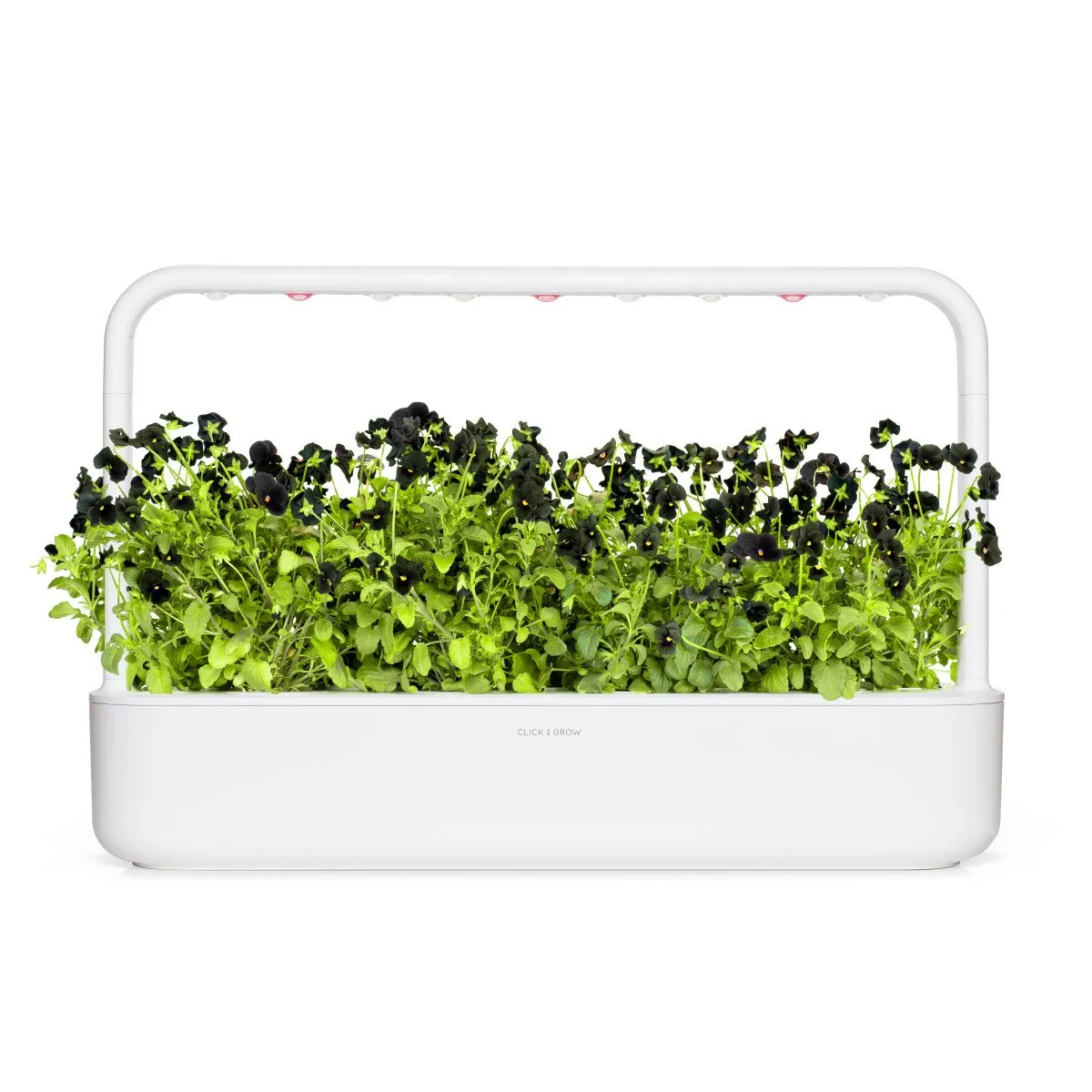 Click and Grow Smart Garden Refill 3-pack - Black Pansy