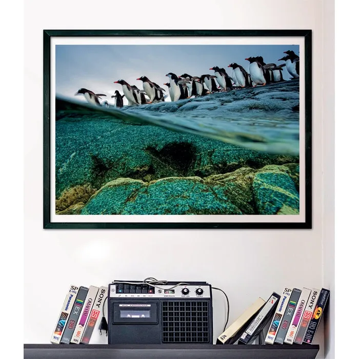 Clementoni High Quality Collection National Geographics Gentoo Penguins -palapeli, 1000 palaa