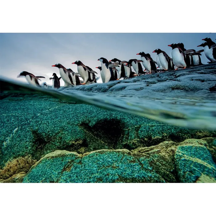 Clementoni High Quality Collection National Geographics Gentoo Penguins -palapeli, 1000 palaa
