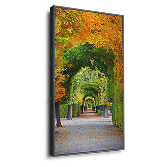 MultiSync X554HB 55" Display