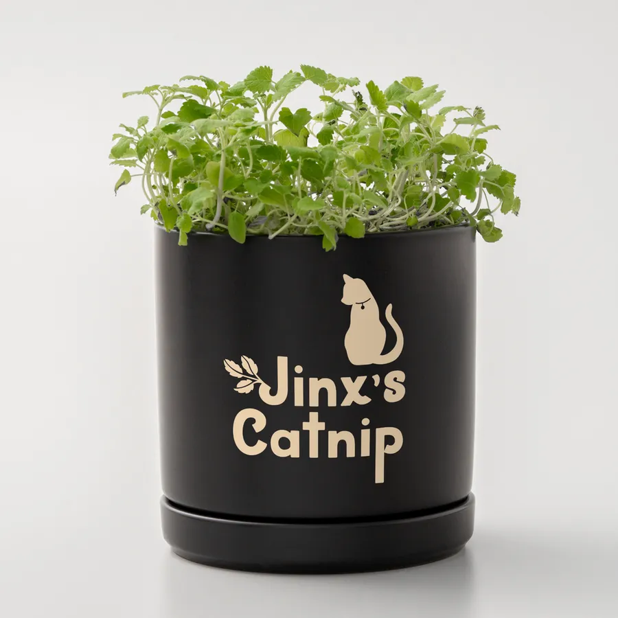 Cricut Joy Xtra Smart Vinyl Removable Classics Sampler 3-pack 30.5cm