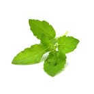 Click and Grow Smart Garden Refill 3-pack - Holy Basil