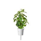Click and Grow Smart Garden Refill 3-pack - Holy Basil