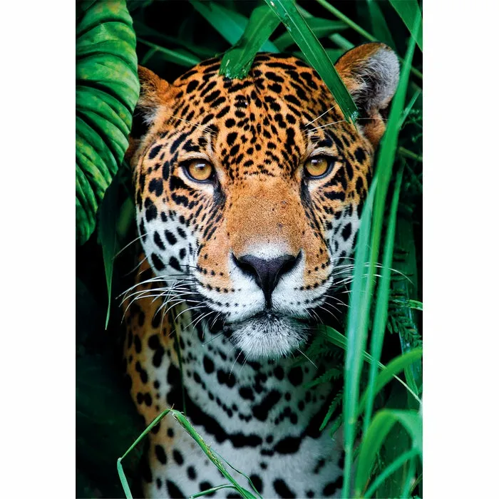 Clementoni High Quality Collection Jaguar in the Jungle - puzzle, 500 pcs