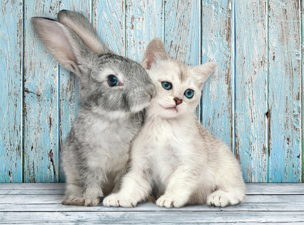 Clementoni High Quality Collection Cat &amp; Bunny - puzzle, 500pcs.