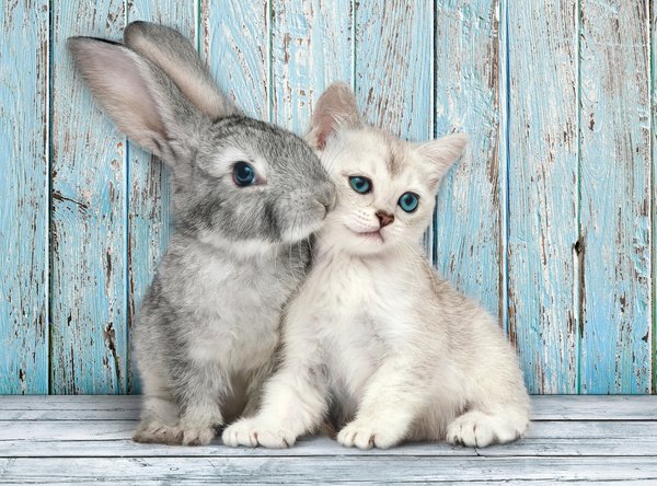 Clementoni High Quality Collection Cat &amp; Bunny -palapeli, 500 palaa