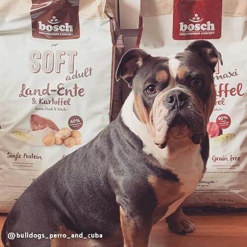 Bosch SOFT Maxi Water Buffalo & Sweet Potato, Dry food for dogs, Adult, 12.5kg
