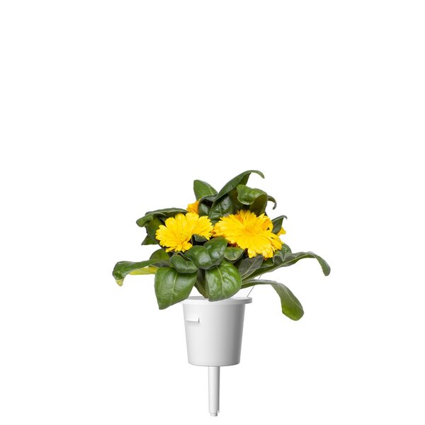 Click and Grow Smart Garden Refill 3-pack - Calendula