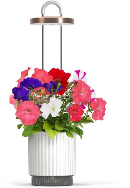 Click & Grow HydroVase - Vit