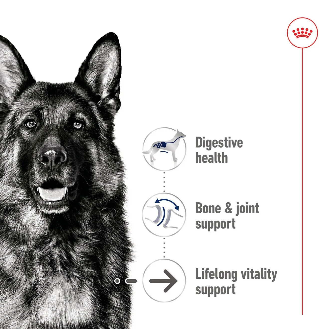 Royal Canin Maxi Ageing Loaf, V&aring;tfoder f&ouml;r hund, Senior, 410 g