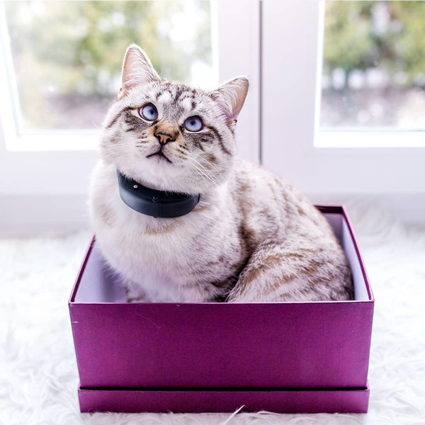 TRACTIVE GPS CAT