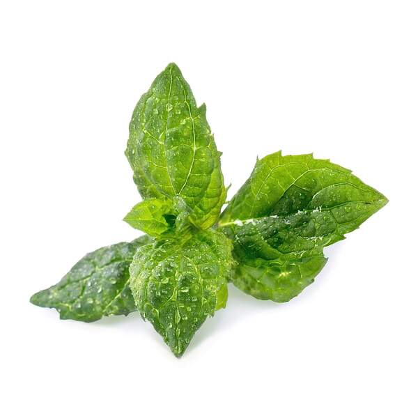 VERITABLE Lingot Spearmint