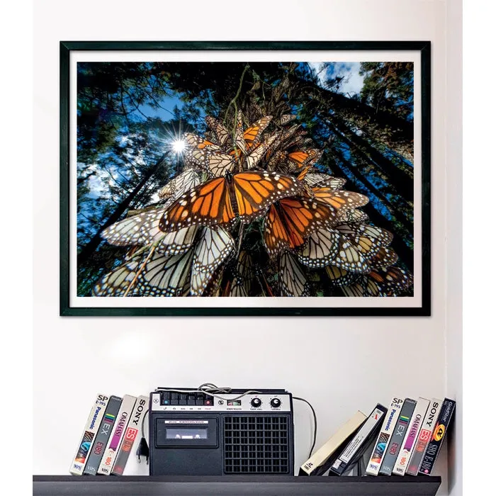 Clementoni High Quality Collection National Geographics Monarch Butterflies -palapeli, 1000 palaa