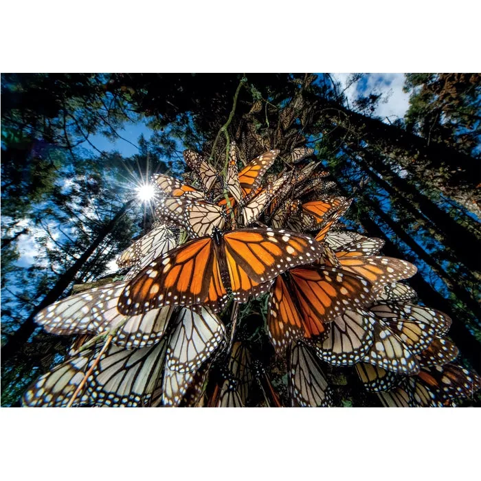 Clementoni High Quality Collection National Geographics Monarch Butterflies -palapeli, 1000 palaa