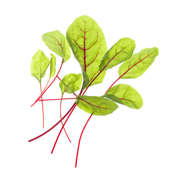 TREGREN Seedpod Bloody Sorrel Two Pcs