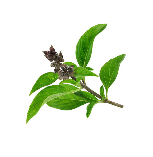 TREGREN Siemenkapselit Basilika Mix TREGREN Siemenkapselit Basilika Mix