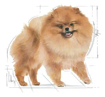 Royal Canin Pomeranian Adult, Koiran kuivaruoka, 1,5 kg