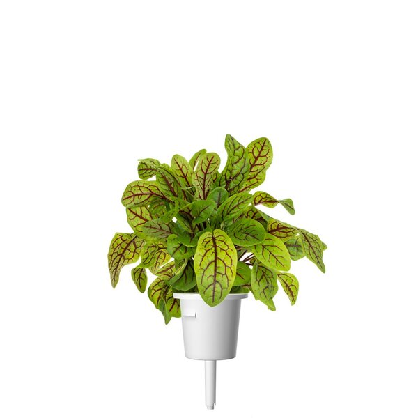 Click and Grow Smart Garden Refill 3-pack - Bloody Sorrel