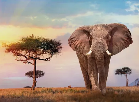 Clementoni High Quality Collection African Sunset - puzzle, 500 pcs
