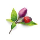 Click and Grow Smart Garden Refill 3-pack - Purple Chili Pepper