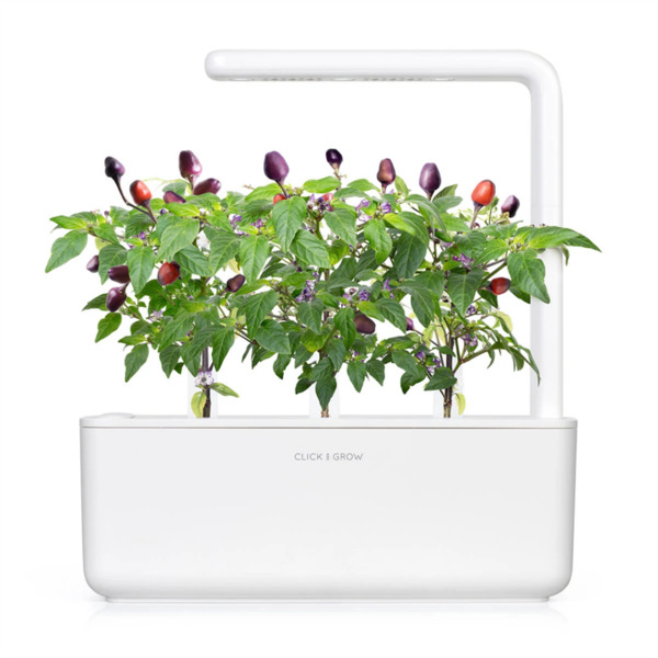 Click and Grow Smart Garden Refill 3-pack - Purple Chili Pepper
