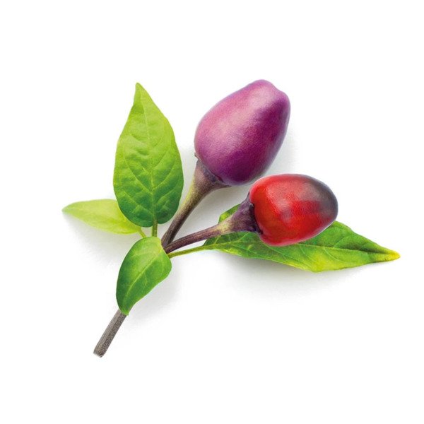 Click and Grow Smart Garden Refill 3-pack - Purple Chili Pepper