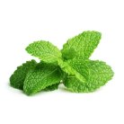 Click and Grow Smart Garden Refill 3-pack - Peppermint