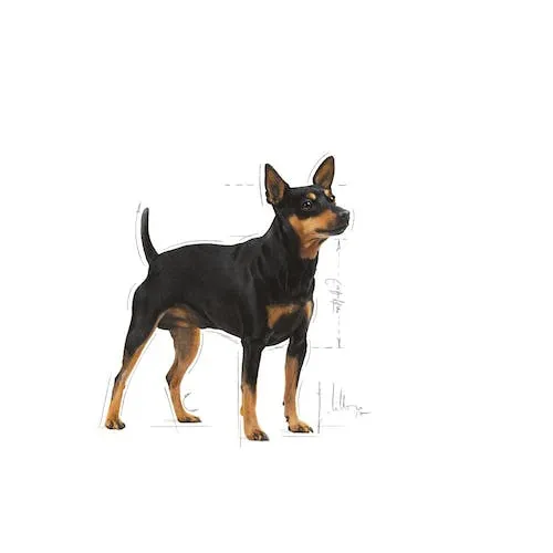 Royal Canin Canine Care Nutrition Digestive Care Loaf, Koiran m&auml;rk&auml;ruoka, Adult, 12 x 85 g