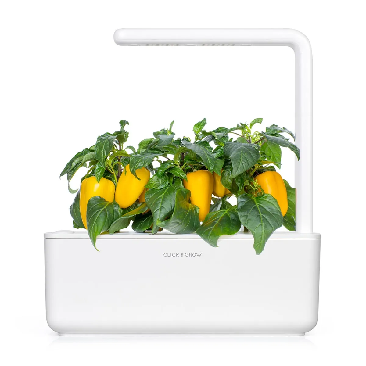 Click and Grow Smart Garden Refill 3-pack - Gul paprika