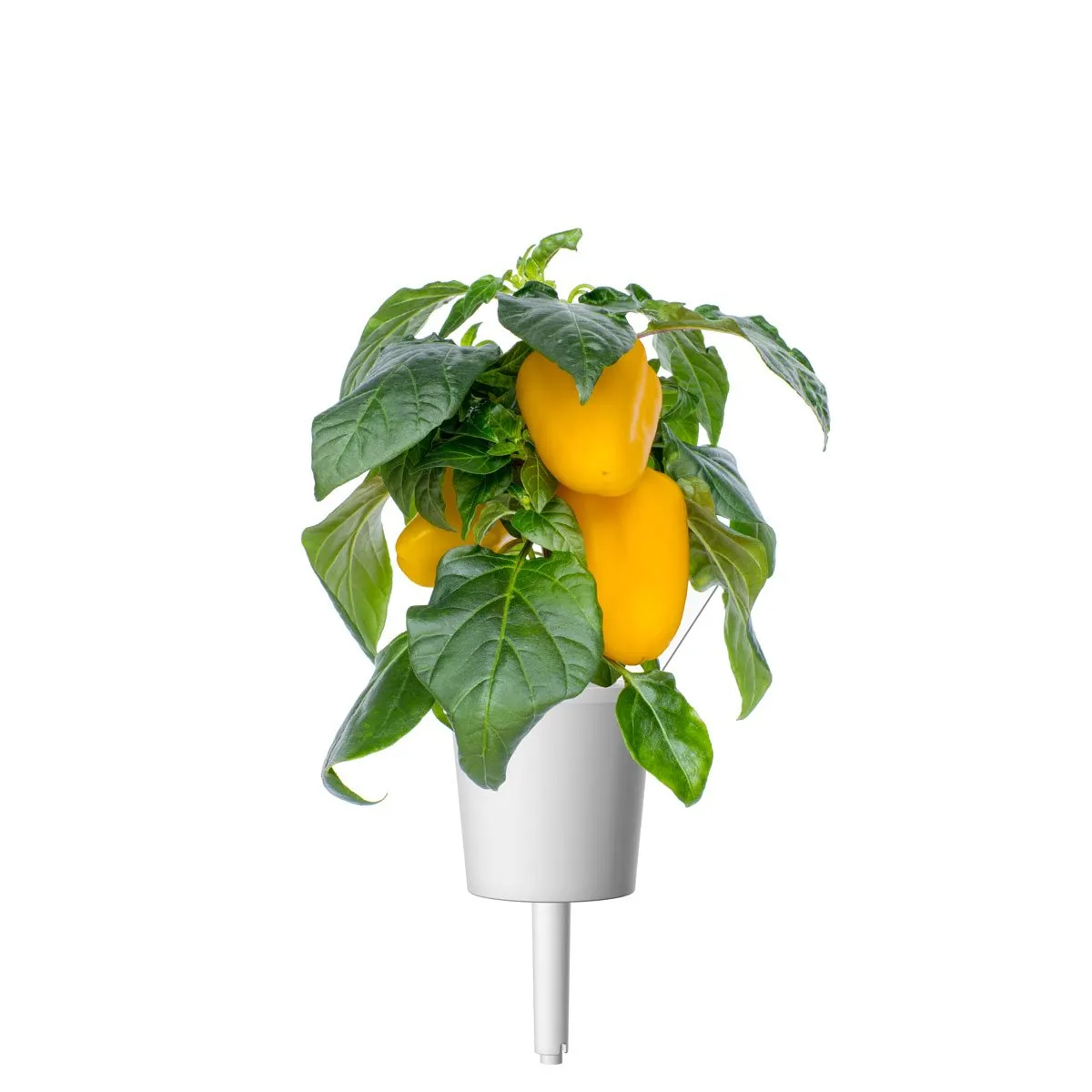 Click and Grow Smart Garden Refill 3-pack - Gul paprika
